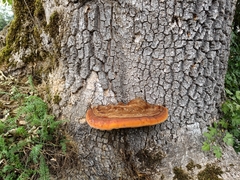 Inonotus hispidus