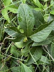 Passiflora incarnata