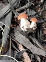 Hohenbuehelia petaloides