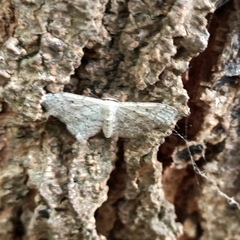 Idaea seriata
