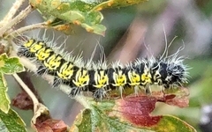 Agapema homogena