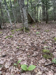 Cypripedium acaule