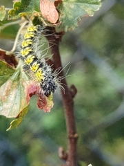 Agapema homogena