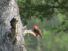 Pyrocephalus rubinus