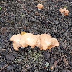 Hohenbuehelia petaloides