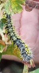 Agapema homogena