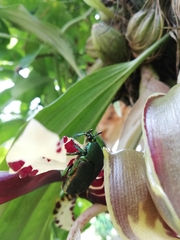 Cotinis mutabilis typica