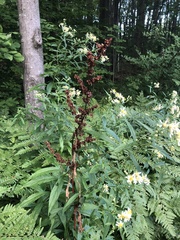 Rumex sanguineus