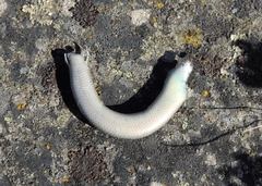 Chalcides striatus