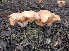 Hohenbuehelia petaloides