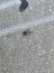 Lycorma delicatula