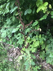 Rumex sanguineus