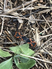 Lygaeus kalmii