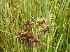 Bolboschoenus maritimus