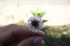 Verbena litoralis