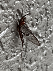 Hexagenia bilineata