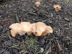 Hohenbuehelia petaloides