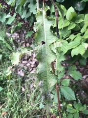 Rumex sanguineus