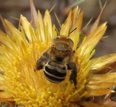 Anthophora fulvodimidiata