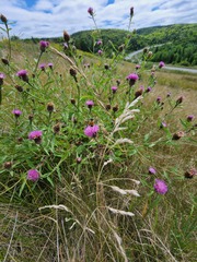Centaurea nigra