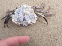 Carcinus maenas