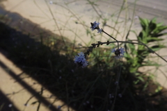 Verbena litoralis