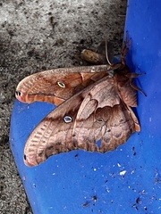 Antheraea polyphemus