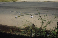 Verbena litoralis