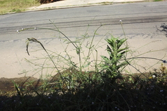 Verbena litoralis