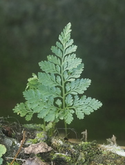 Davallia griffithiana