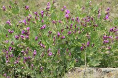 Mirabilis multiflora