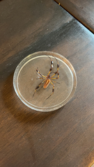 Trichonephila clavipes