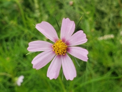 Cosmos parviflorus