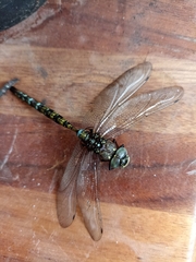 Rhionaeschna marchali