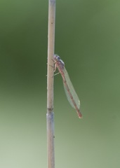 Lestes forcipatus
