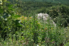 Chenopodium opulifolium