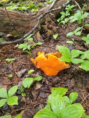 Hypomyces lactifluorum