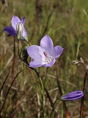 Campanula rotundifolia