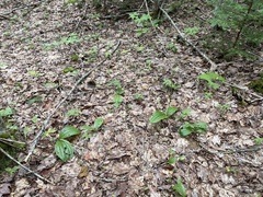 Cypripedium acaule