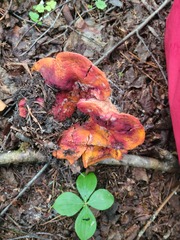Hypomyces lactifluorum