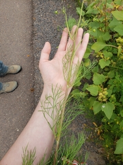Cosmos parviflorus