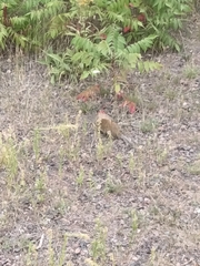 Poliocitellus franklinii