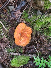 Hypomyces lactifluorum