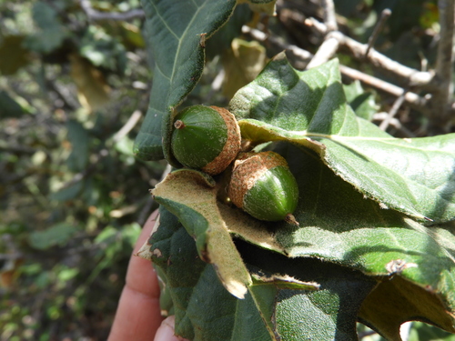 Quercus hypoxantha