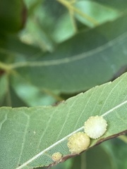 Caryomyia