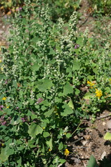 Chenopodium opulifolium