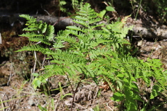 Pteridium