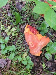 Hypomyces lactifluorum