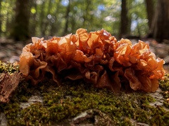 Phaeotremella