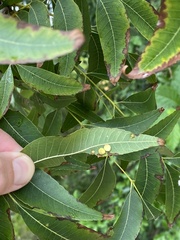 Caryomyia